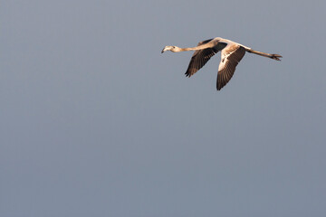 Europese Flamingo, European Flamingo, Phoenicopterus roseus