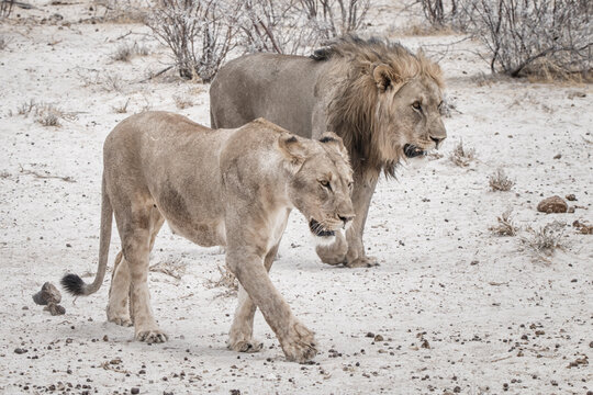 lion and lioness walking  in the dry savannah