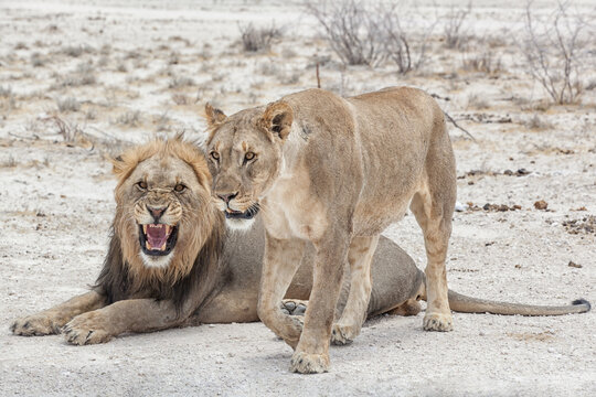 snarling lion with lionesss in the desert