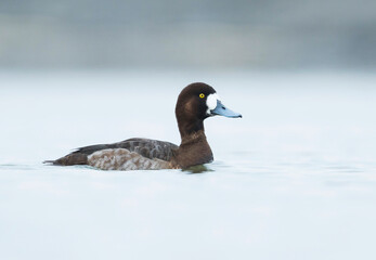 Toppereend, Greater Scaup, Aythya marila