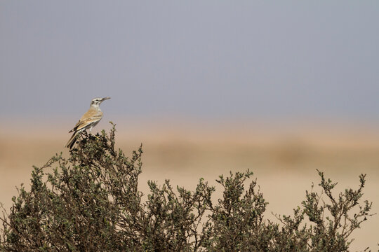 Greater Hoopoe Lark; Alaemon Alaudipes Ssp. Doriae