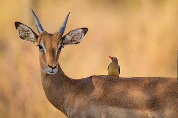 antelope and a little impala bird loyal friends forever