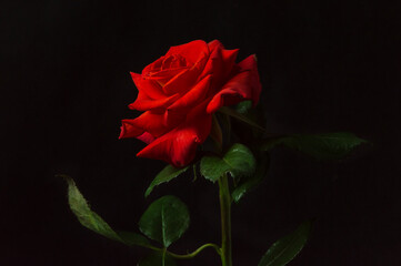 Red rose flower with drops of water on a black background close-up.