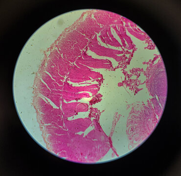 Microbiology Simple Epithelium Microscope