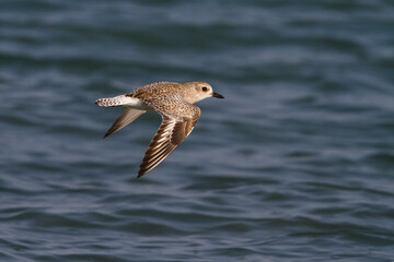 Zilverplevier, Grey Plover, Pluvialis squatarola