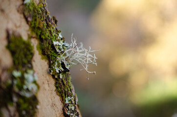 Pormenor de um musgo