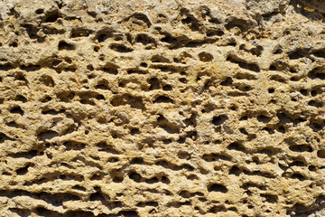 
Sand-colored porous stone background. Shell rock. Building materials. Natural textures.