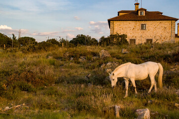 Dehesa, Cuatro Calzadas, Buenavista, Salamanca, Castilla León, España