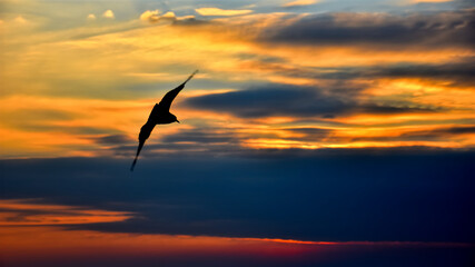 Fototapeta na wymiar Sunset view, Silhouette bird on the sky with clouds