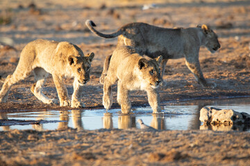 Lion cubs at Etosha