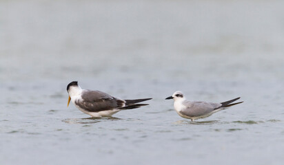 Lachstern, Gull-billed Tern, Gelochelidon nilotica