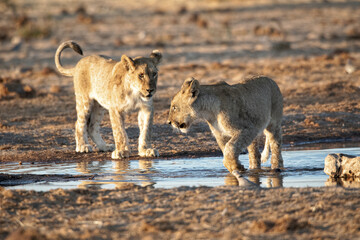 Lion cubs at Etosha