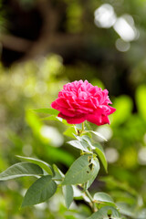 Natural photo: Rose flowers (Viet Nam)