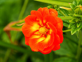 Closeup of a beautiful orange and yellow double Potentilla William Rollison cinquefoil flower