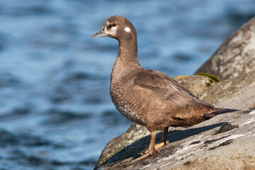 Harlequin Duck, Harlekijneend, Histrionicus histrionicus