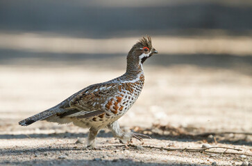 Hazelhoen, Hazel Grouse, Bonasa bonasia volgensis