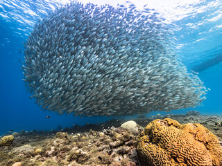 Naklejka na ściany i meble Bait ball, school of fish in turquoise water of coral reef in Caribbean Sea