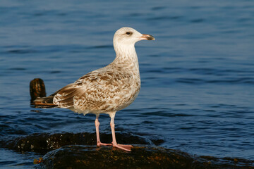 Zilvermeeuw, European Herring Gull, Larus argentatus