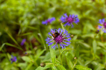 Bumblebee on cornflower in meadow