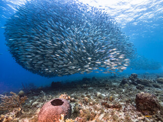 Fototapeta na wymiar Bait ball, school of fish in turquoise water of coral reef in Caribbean Sea