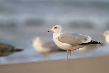 Zilvermeeuw, European Herring Gull, Larus argentatus