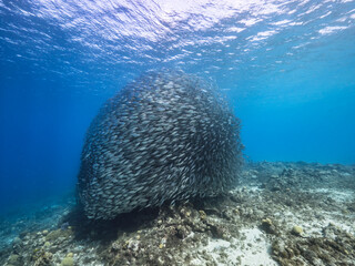 Fototapeta na wymiar Bait ball, school of fish in turquoise water of coral reef in Caribbean Sea