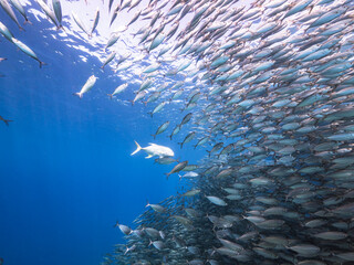Fototapeta na wymiar Hunting Blue Runner in bait ball, school of fish in turquoise water of coral reef in Caribbean Sea, Curacao