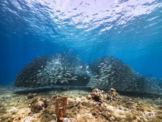 Bait ball / school of fish in turquoise water of coral reef in Caribbean Sea / Curacao with coral and sponge