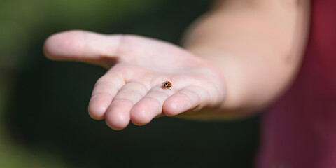 a small ladybug crawls on a small child's palm.