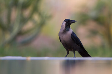 Huiskraai, House Crow, Corvus splendens