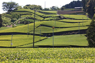 茶畑（静岡県島田市）　　　丘の斜面を飾る茶畑の模様、直線的に植えられたお茶の木の造形美	