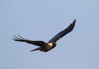 Fototapeten Huiskraai, House Crow, Corvus splendens © AGAMI