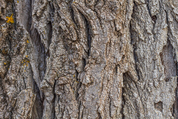 Old tree bark texture