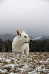 Wildness / White dog in mountains     - 404807967