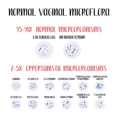 Normal vaginal microflora, lactobacillus, bifidobacterium. Normal and opportunistic pathogenic microorganisms, infection. Female reproductive system. Gynecology. Vector flat cartoon illustration