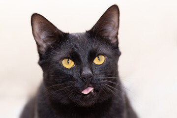 Portrait of a black cat with his mouth ajar against a light background