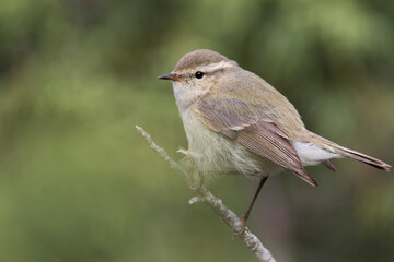 Humes Bladkoning, Hume's Leaf Warbler, Phylloscopus humei humei