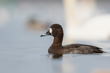 Hybrid Common Pochard x Tufted Duck, Hybride Kuifeend x Tafeleend, Aythya ferina x A. fuligula