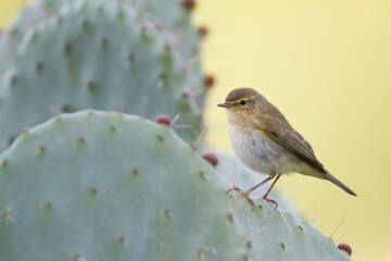 Iberische Tjiftjaf, Iberian Chiffchaff, Phylloscopus ibericus