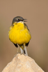 Witkeelkwikstaart, White-throated Wagtail, Motacilla cinereocapilla iberiae