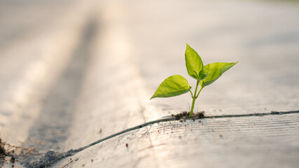 sprout in the ground