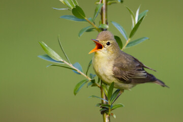Spotvogel, Icterine Warbler, Hippolais icterina