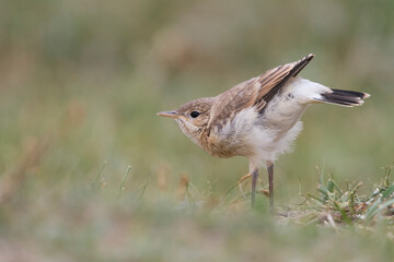 Izabeltapuit, Isabelline Wheatear, Oenanthe isabellina