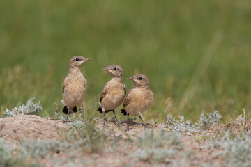 Izabeltapuit, Isabelline Wheatear, Oenanthe isabellina