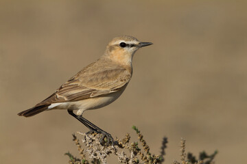 Izabeltapuit, Isabelline Wheatear, Oenanthe isabellina