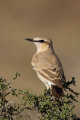 Izabeltapuit, Isabelline Wheatear, Oenanthe isabellina