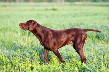 The brown hunting dog. A muscular hound, German Shorthaired Pointer, a thoroughbred, stands among the fields in the grass in the point, sniffed the smell of a wild game. Spring scenery.