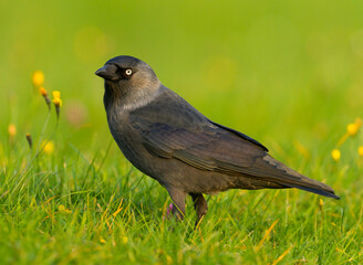 Kauw, Western Jackdaw, Corvus monedula monedula