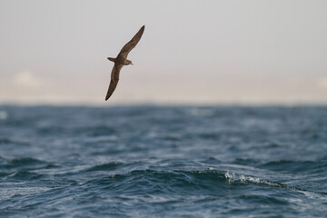 Jouanin's Petrel, Bulweria fallax