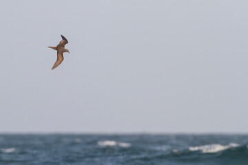 Jouanin's Petrel, Bulweria fallax